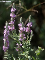 Lythrum salicaria