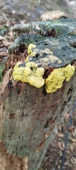 Fuligo septica