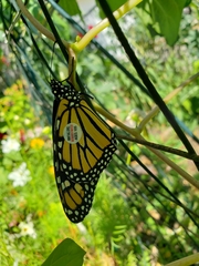 Danaus plexippus