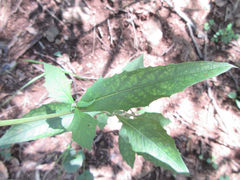 Lactuca raddeana