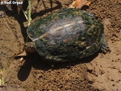 Mauremys rivulata