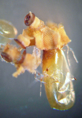 Zelus longipes