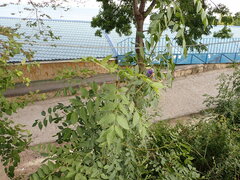 Fraxinus excelsior