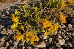 Ericameria suffruticosa