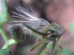 Lactuca raddeana