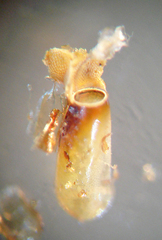 Zelus longipes