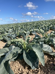 Brassica oleracea
