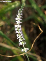 Mentha longifolia