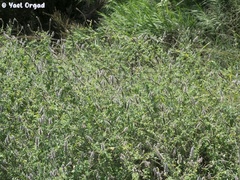 Mentha longifolia