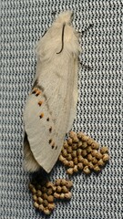 Pinara metaphaea