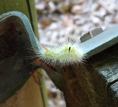 Calliteara pudibunda