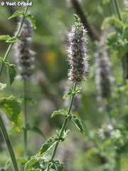 Mentha longifolia