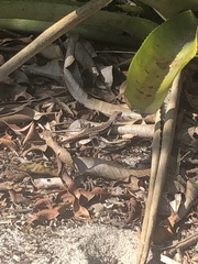 Tropidurus torquatus