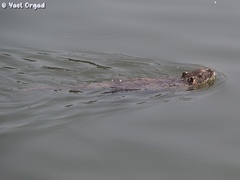 Myocastor coypus