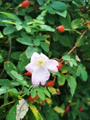 Rosa glabrifolia