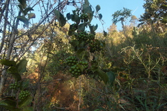 Smilax anceps