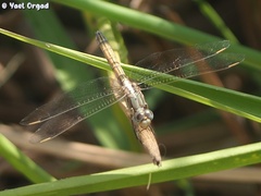 Orthetrum chrysostigma