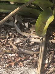 Tropidurus torquatus