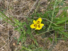 Moraea tricolor