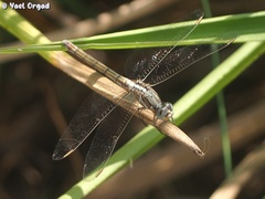 Orthetrum chrysostigma