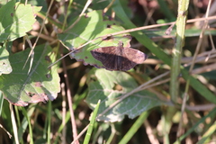 Erynnis baptisiae