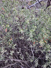 Eremophila glabra