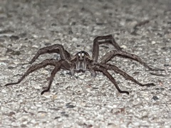 Tigrosa helluo