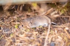 Microtus arvalis