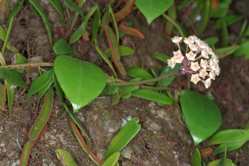Hoya verticillata (Vahl) G.Don 2