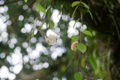 Hoya verticillata