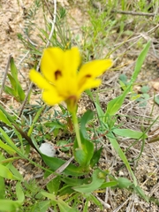 Moraea tricolor