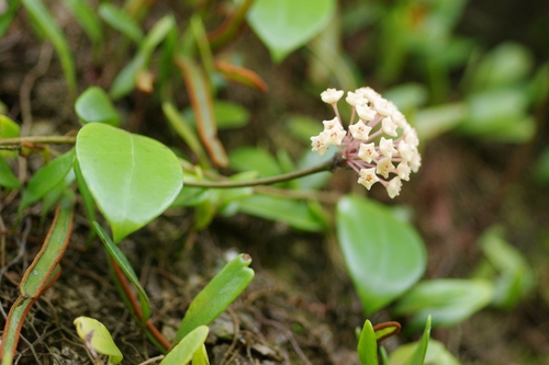 Hoya verticillata (Vahl) G.Don 4