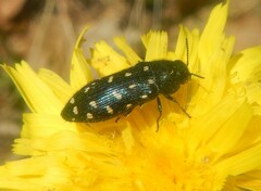 Acmaeodera octodecimguttata
