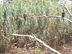 Microcarbo pygmaeus
