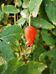 Rosa glabrifolia