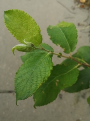 Salix caprea