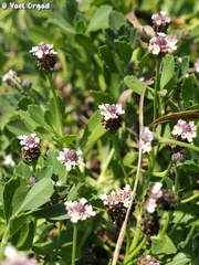Phyla nodiflora