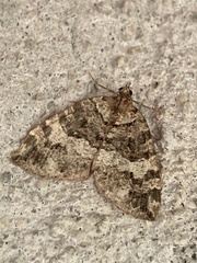 Hydriomena furcata