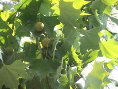 Platanus orientalis