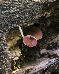 Pluteus romellii