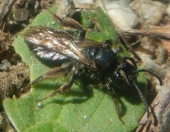 Andrenidae