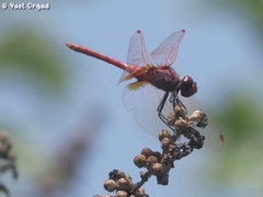 Trithemis annulata