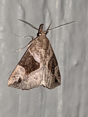 Hypena manalis