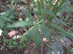 Lilium tsingtauense