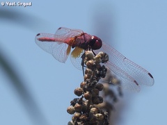 Trithemis annulata