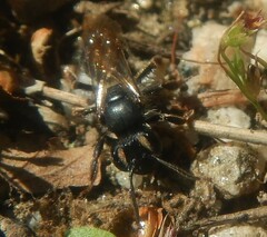 Andrenidae