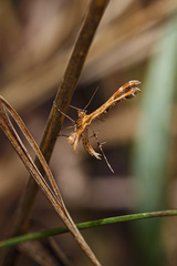 Pterophorinae