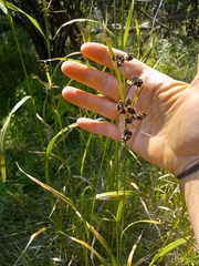 Scirpus atrovirens