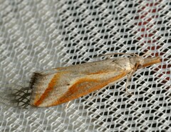 Arotrophora arcuatalis