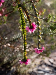 Boronia serrulata